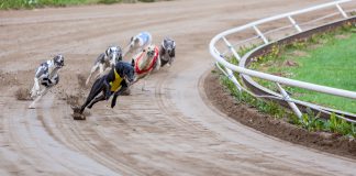 Greyhound welfare to receive £3 million in additional funding from UK Bookmakers