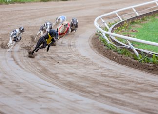 Greyhound welfare to receive £3 million in additional funding from UK Bookmakers