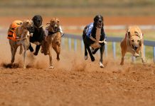 Colossus Bets backs the Greyhound Trust with charitable campaign