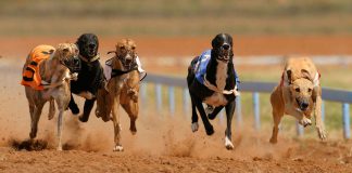Simon Banks on securing a future for Greyhound Racing