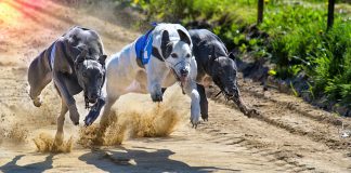 ARC secures acquisition of Nottingham Greyhound Stadium