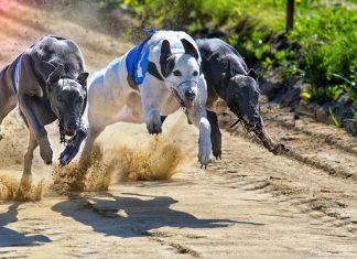 ARC secures acquisition of Nottingham Greyhound Stadium