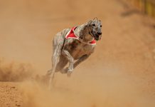 Coronavirus concerns force greyhound racing behind closed doors