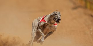 Coronavirus concerns force greyhound racing behind closed doors