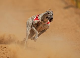 Coronavirus concerns force greyhound racing behind closed doors