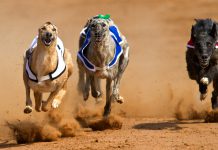 ARC commits to supporting greyhound trainers during COVID-19 suspension