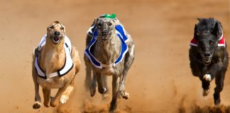 ARC commits to supporting greyhound trainers during COVID-19 suspension