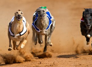 ARC commits to supporting greyhound trainers during COVID-19 suspension