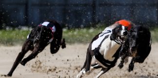 UK greyhound racing given green light to run unlimited races