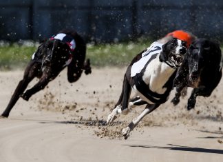 UK greyhound racing given green light to run unlimited races