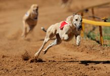 Colossus Bets steps in to sponsor Greyhound Grand National