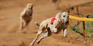 Colossus Bets steps in to sponsor Greyhound Grand National