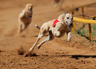 Colossus Bets steps in to sponsor Greyhound Grand National