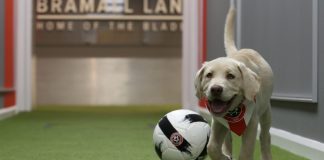 Sheffield United goes barking mad for Support Dogs