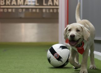 Sheffield United goes barking mad for Support Dogs