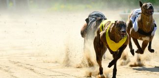 Greyhound racing continues behind closed doors amid third lockdown