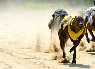 Greyhound racing continues behind closed doors amid third lockdown
