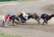 SIS expands racing content in Poland