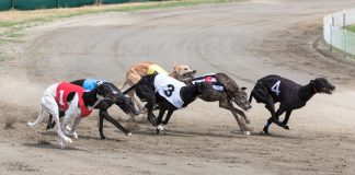 MansionBet enters greyhound sponsorship with ARC deal