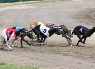 MansionBet enters greyhound sponsorship with ARC deal