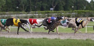 GWA honours Ben Keith for contribution to greyhound racing