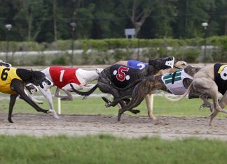 GWA honours Ben Keith for contribution to greyhound racing