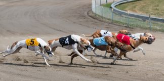 Greyhound racing bolstered by £1.1m BGRF support package