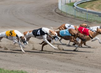 Greyhound racing bolstered by £1.1m BGRF support package