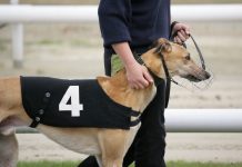 UK charity trio call for animal greyhound ban prompting GBGB criticism
