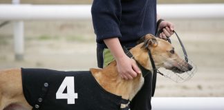 Greyhound racing gets ‘over the line’ at Oxford Stadium