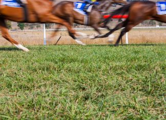 Irish racecourses could see capacity limit increase
