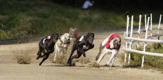 GBGB reports strong animal welfare progress despite lockdown