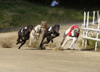 GBGB reports strong animal welfare progress despite lockdown