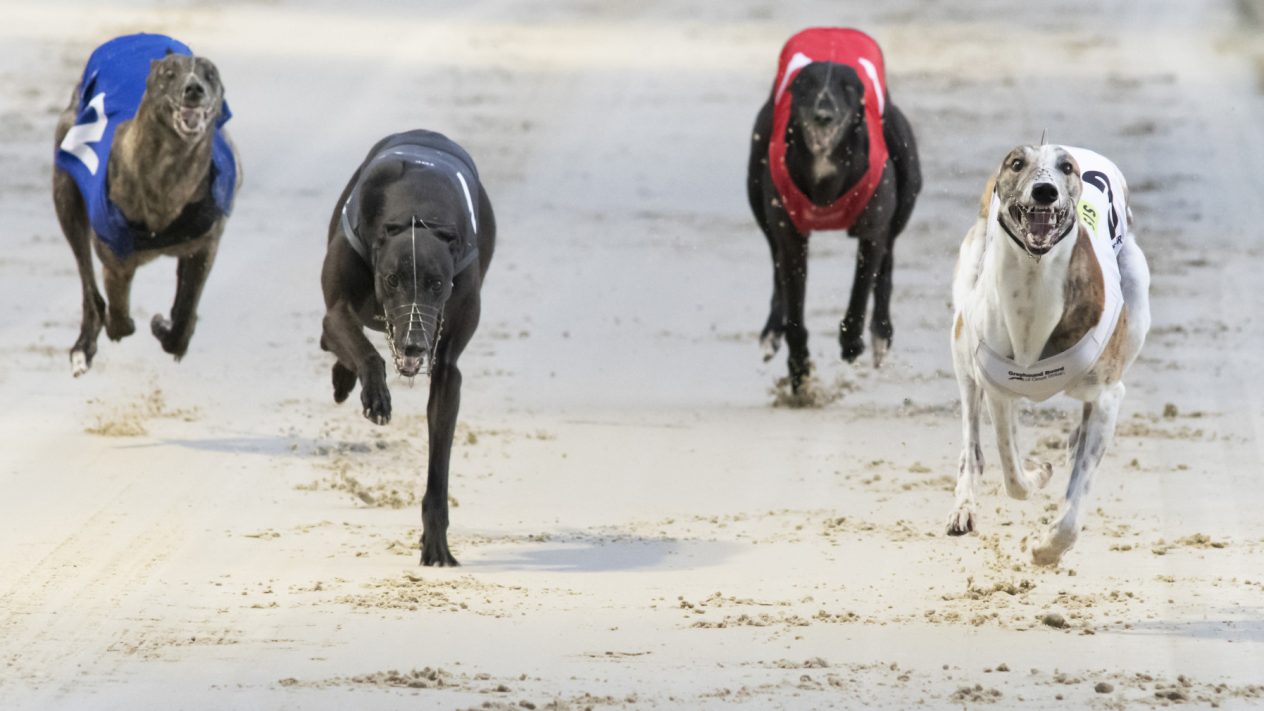 greyhound racing