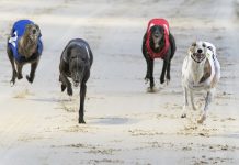 PGR and SIS update greyhound racing schedule greyhound racing