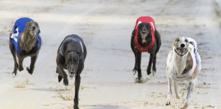 GBGB expands funding through Injury Recovery Scheme greyhound racing