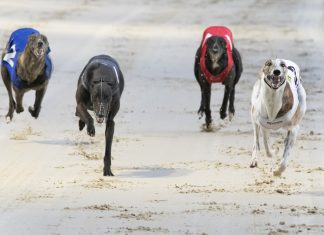UK greyhound racing data up for grabs as PGR rights go to tender greyhound racing