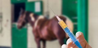 Prominent US horse trainer pleads guilty to doping runners