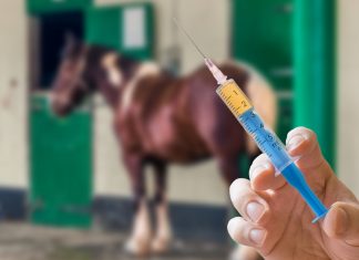Prominent US horse trainer pleads guilty to doping runners
