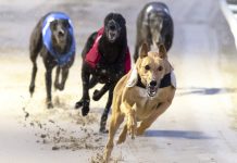 GBGB announces launch of long-term animal welfare strategy