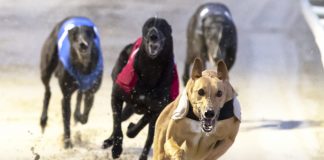 GBGB announces launch of long-term animal welfare strategy