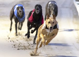 GBGB announces launch of long-term animal welfare strategy