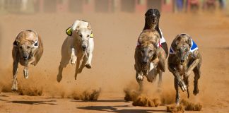 New appointment expected to lead Irish Greyhound Racing