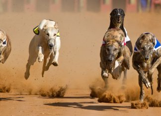 New appointment expected to lead Irish Greyhound Racing