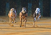 Lipsey to ‘unlock the potential’ of Premier Greyhound Racing as Chair
