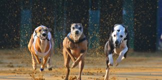 Lipsey to ‘unlock the potential’ of Premier Greyhound Racing as Chair