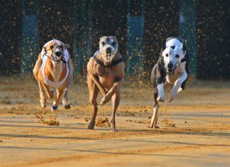 Lipsey to ‘unlock the potential’ of Premier Greyhound Racing as Chair