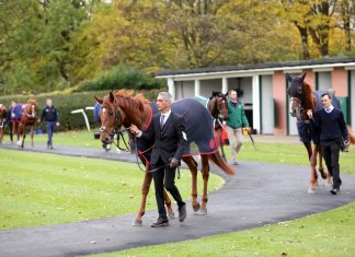British Horseracing hires HEROS in ‘collective responsibility’ for equine welfare
