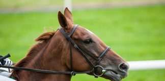 Racing League backed twice by William Hill in betting partnership