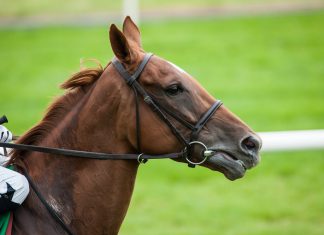 Selangor Turf Club to distribute UK&A content via BetMakers